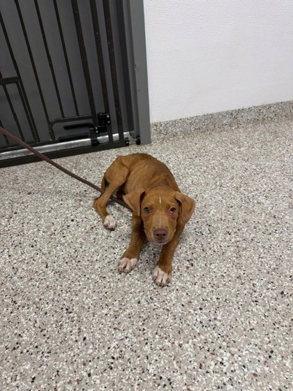 Shelter Stray Male Dog last seen Near W Davidson Ave, Gastonia, NC, 1491 Business Park Ct, Gastonia, NC 28052, USA
