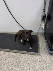 Shelter Stray Female Dog last seen Near W Davidson Ave, Gastonia, NC, 1491 Business Park Ct, Gastonia, NC 28052, USA
