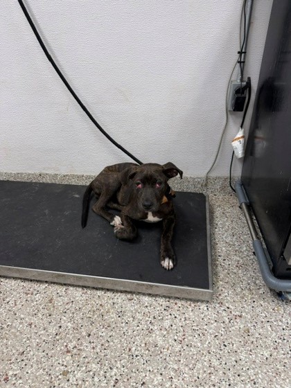 Shelter Stray Female Dog last seen Near W Davidson Ave, Gastonia, NC, 1491 Business Park Ct, Gastonia, NC 28052, USA