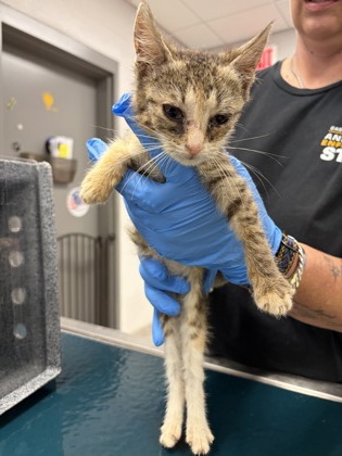 Shelter Stray Female Cat last seen Hood Acres Rd, Kings Mountain, County/Unicorporated, NC, 1491 Business Park Ct, Gastonia, NC 28052, USA