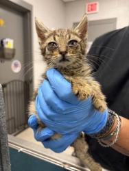 Shelter Stray Female Cat last seen Hood Acres Rd, Kings Mountain, County/Unicorporated, NC, 1491 Business Park Ct, Gastonia, NC 28052, USA