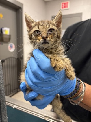 Shelter Stray Female Cat last seen Hood Acres Rd, Kings Mountain, County/Unicorporated, NC, 1491 Business Park Ct, Gastonia, NC 28052, USA