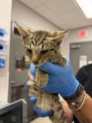 Shelter Stray Male Cat last seen Hood Acres Rd, Kings Mountain, County/Unicorporated, NC, 1491 Business Park Ct, Gastonia, NC 28052, USA