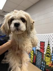 Shelter Stray Male Dog last seen Near Highway 29 29627, Anderson County, SC, 1320 US-29, Anderson, SC 29626, USA