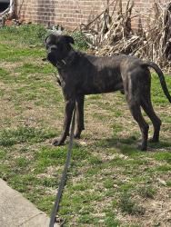 Lost Male Dog last seen walmart on hamilton church rd and murfreesboro rd, Nashville, TN 37013
