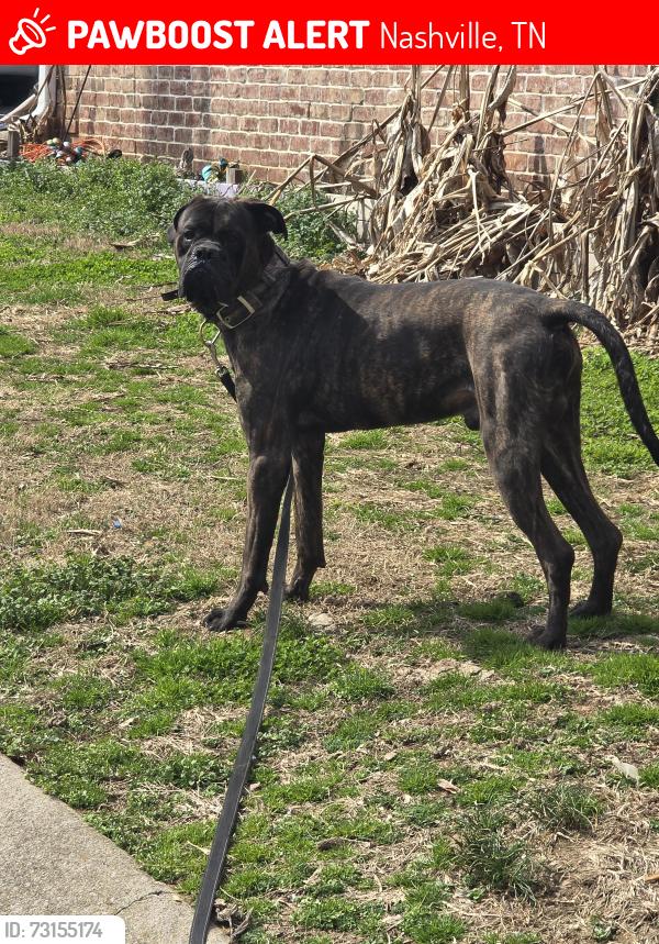 Lost Male Dog last seen walmart on hamilton church rd and murfreesboro rd, Nashville, TN 37013