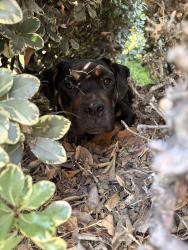 Found/Stray Male Dog last seen Banbury apmts, Riverside, CA 92505