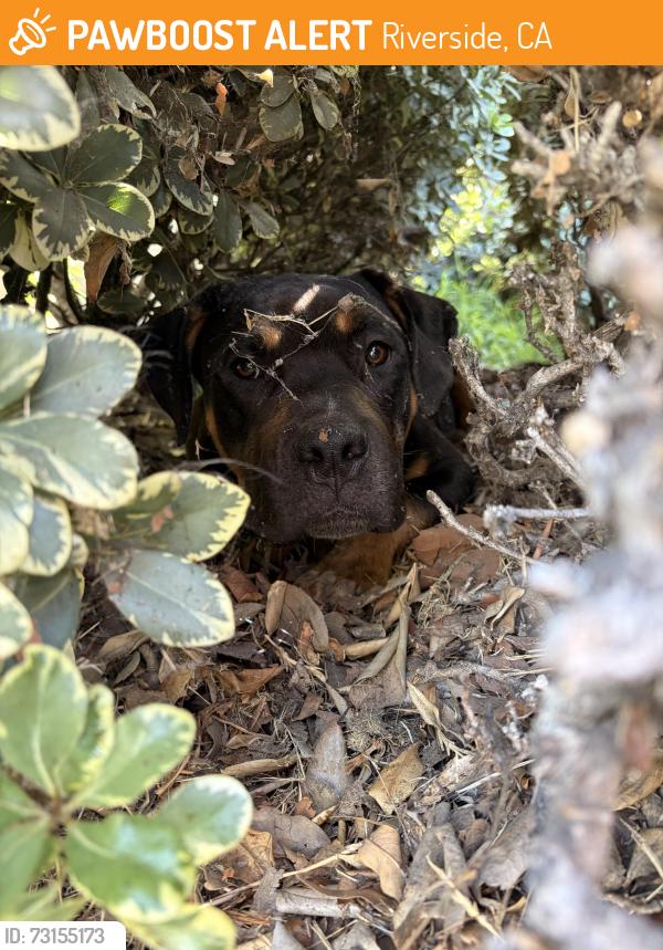 Found/Stray Male Dog last seen Banbury apmts, Riverside, CA 92505