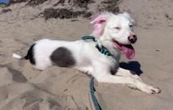 Reunited Female Dog last seen egan crest between farm and grand teton headed south, Las Vegas, NV 89149