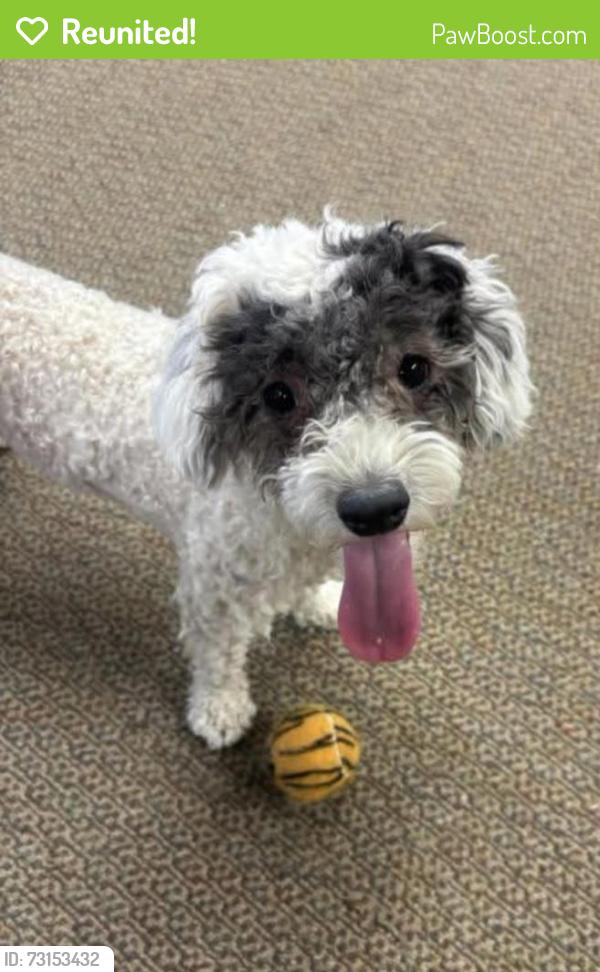 Reunited Female Dog last seen By fruit basket, Los Ranchos de Albuquerque, NM 87107