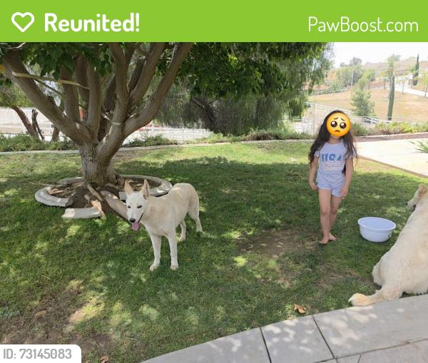 Reunited Female Dog last seen Cole Ave, California, USA, Riverside County, CA 92508