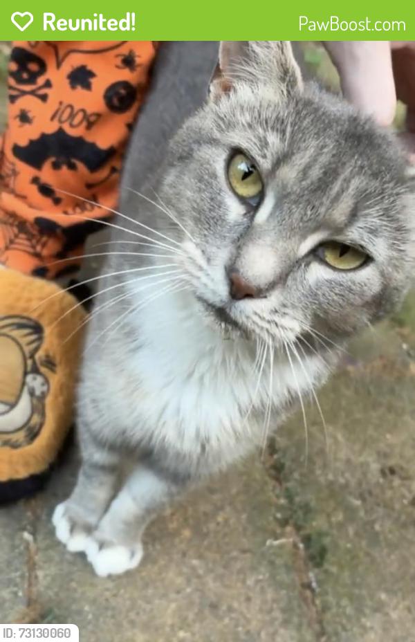 Reunited Female Cat last seen Grapevine Rd, Lewisville, NC 27023, USA, Lewisville, NC 27023