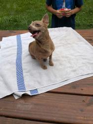 Found/Stray Female Dog last seen Hi-Alta & Whitney Drive, Asheville, NC 28806