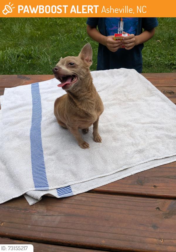 Found/Stray Female Dog last seen Hi-Alta & Whitney Drive, Asheville, NC 28806