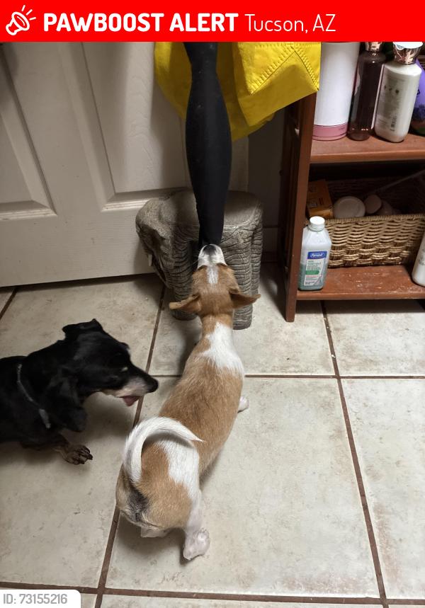 Lost Female Dog last seen Craycroft I10, Tucson, AZ 85756