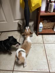 Lost Female Dog last seen Craycroft I10, Tucson, AZ 85756