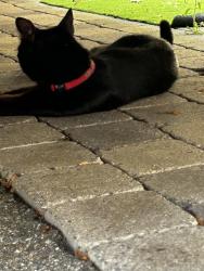 Reunited Unknown Cat last seen Monte vista la jolla, San Diego, CA 92037
