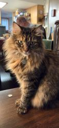 Lost Female Cat last seen Ridgefield, Orcas street, Orcas Loop, Lacey, WA 98516