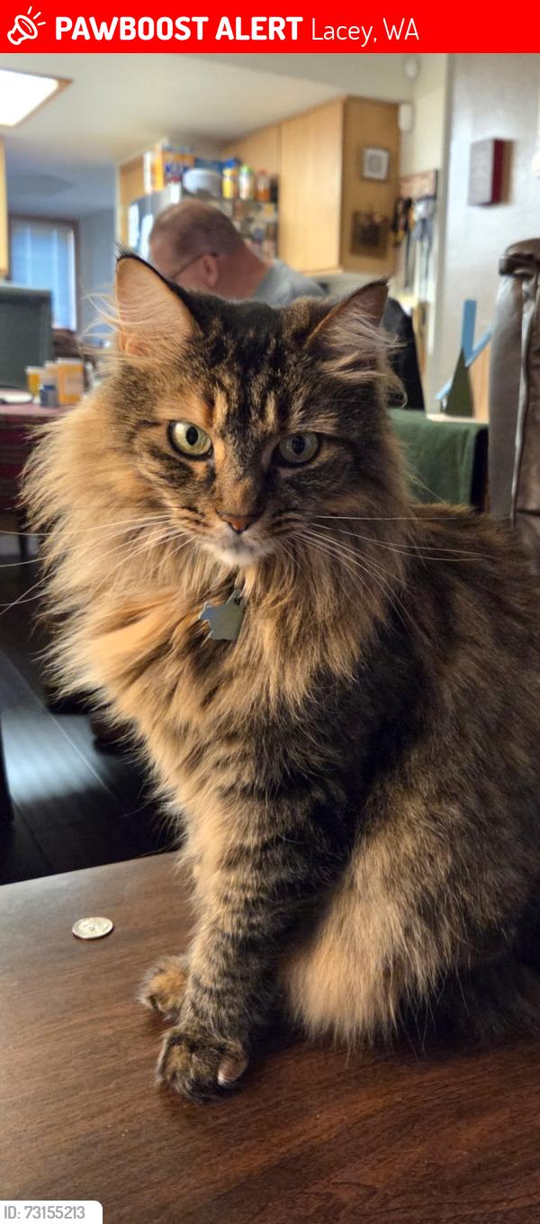 Lost Female Cat last seen Ridgefield, Orcas street, Orcas Loop, Lacey, WA 98516