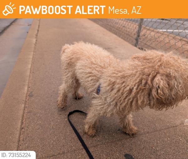 Found/Stray Male Dog last seen Horn and University, Mesa, AZ 85203