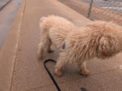 Found/Stray Male Dog last seen Horn and University, Mesa, AZ 85203