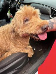 Reunited Female Dog last seen Crocus Dr in Lake Francis, Northwest Pensacola, FL 32526