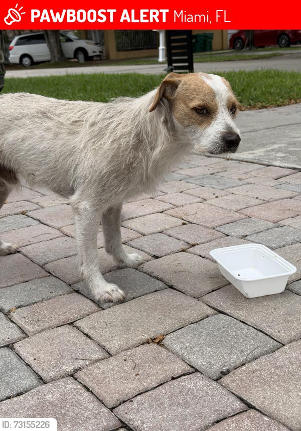 Lost Male Dog last seen 78th Avenue & SW 14 Street, Miami, FL 33144
