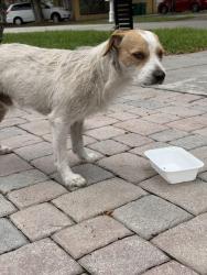 Lost Male Dog last seen 78th Avenue & SW 14 Street, Miami, FL 33144