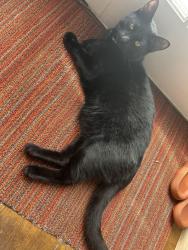 Lost Male Cat last seen PROSPECT AVE, 7TH AVE, CALDER PLACE, 17TH STREET, Brooklyn, NY 11215