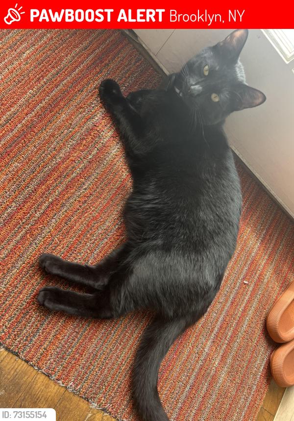 Lost Male Cat last seen PROSPECT AVE, 7TH AVE, CALDER PLACE, 17TH STREET, Brooklyn, NY 11215