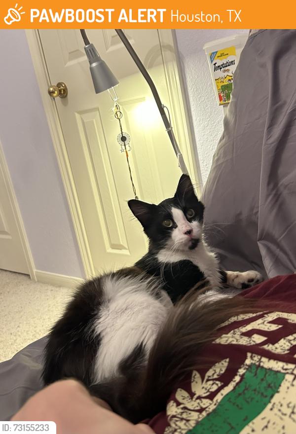 Found/Stray Male Cat last seen Near the mailbox on Rileybook Circle in Green Trails Neighborhood, Houston, TX 77094