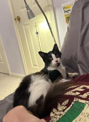 Found/Stray Male Cat last seen Near the mailbox on Rileybook Circle in Green Trails Neighborhood, Houston, TX 77094