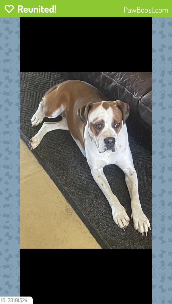 Reunited Female Dog last seen Northglenn high school, Northglenn, CO 80260