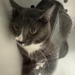 Shelter Stray Male Cat last seen Near Clarkson Avenue, DES MOINES, IA, 50310, Des Moines, IA 50313