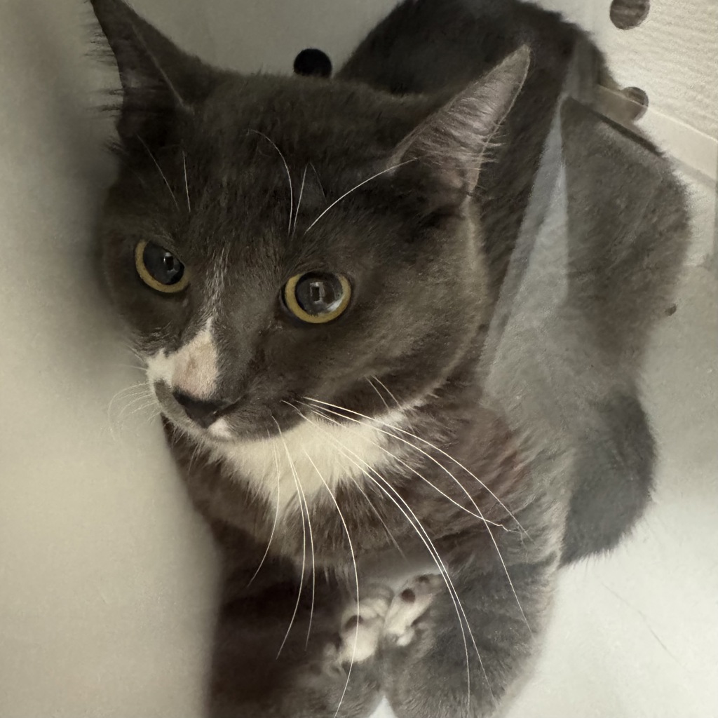 Shelter Stray Male Cat last seen Near Clarkson Avenue, DES MOINES, IA, 50310, Des Moines, IA 50313