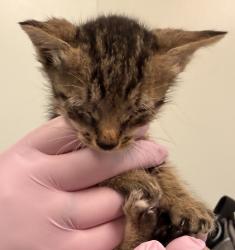 Shelter Stray Male Cat last seen Near 1st Avenue, BROOKLYN, NY, 11220, 326 E 110th St, New York, NY 10029, USA