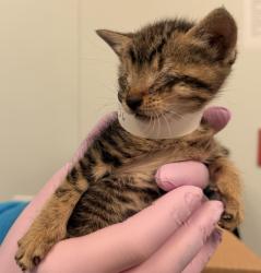 Shelter Stray Female Cat last seen Near 1st Avenue, BROOKLYN, NY, 11220, 326 E 110th St, New York, NY 10029, USA