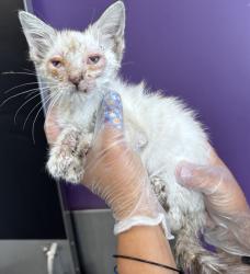Shelter Stray Female Cat last seen Near E 2100 S, SALT LAKE CITY, UT, 84106, 511 W 3900 S, Salt Lake City, UT 84123, USA