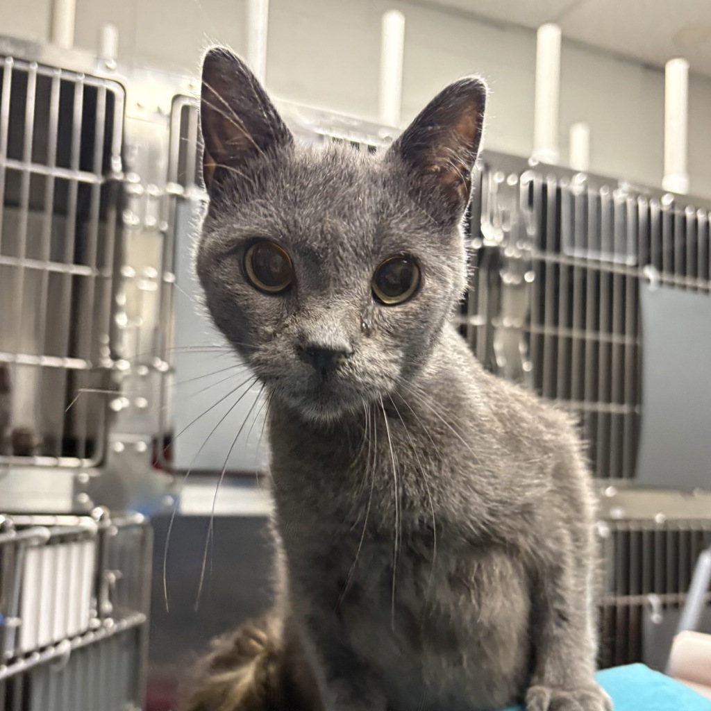 Shelter Stray Female Cat last seen Near S Hamlet Circle, Kearns Township, UT, 84118, 511 W 3900 S, Salt Lake City, UT 84123, USA