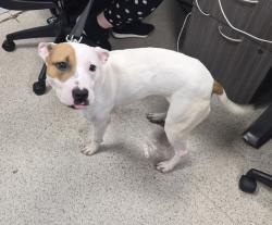Shelter Stray Female Dog last seen NEW YORK, NY, 10039, 326 E 110th St, New York, NY 10029, USA