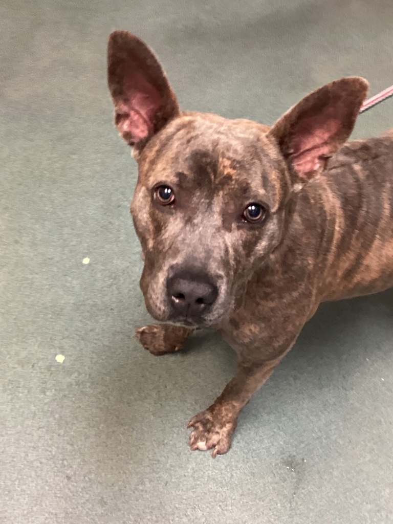 Shelter Stray Female Dog last seen Near Western Boulevard, RALEIGH, NC, 27606, 820 Beacon Lake Dr, Raleigh, NC 27610, USA
