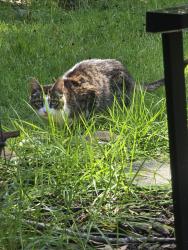 Found/Stray Female Cat last seen Saluda Hill Rd, Cleveland, SC 29635