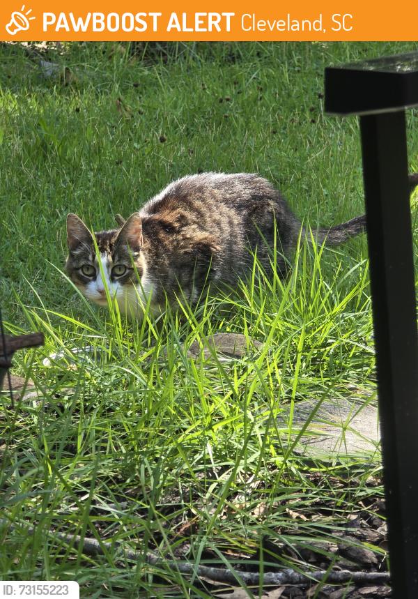 Surrendered Female Cat last seen Saluda Hill Rd, Cleveland, SC 29635