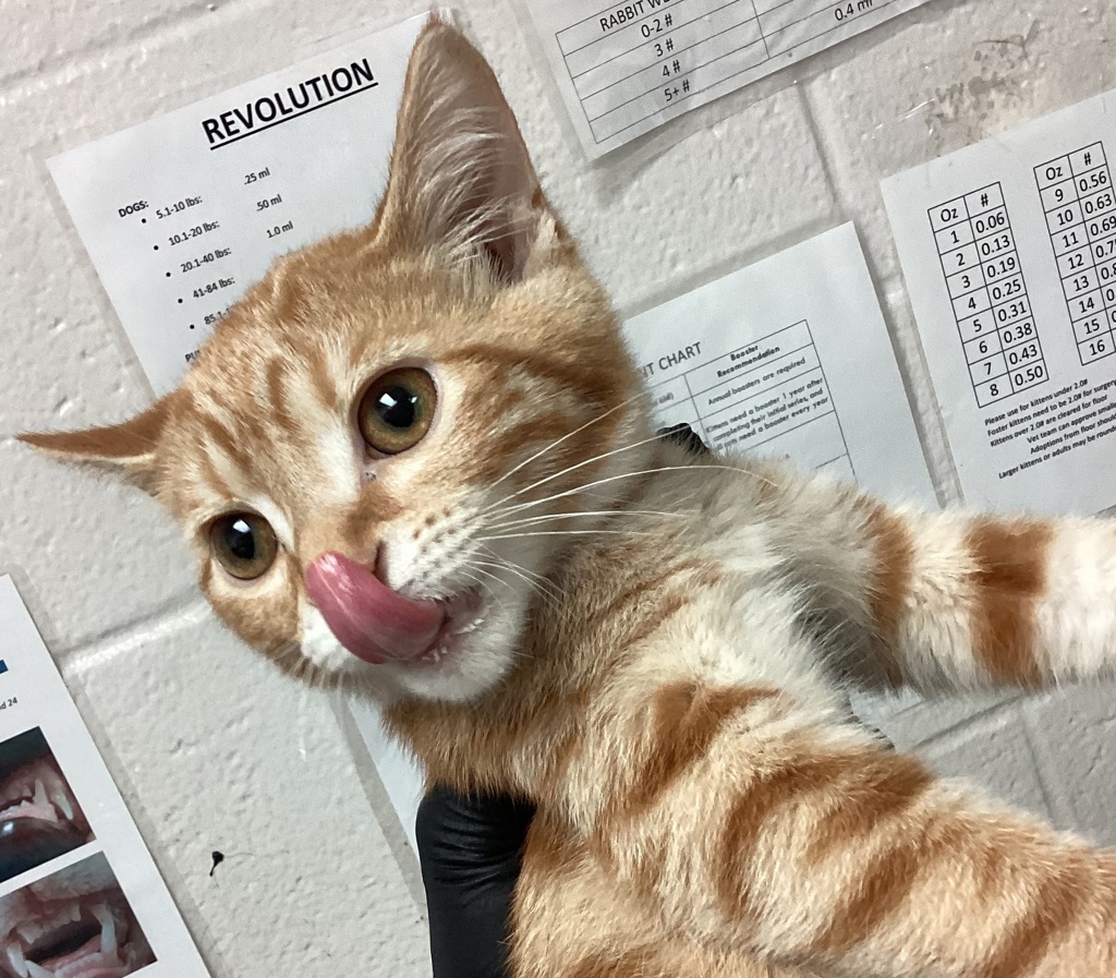 Shelter Stray Male Cat last seen Lake Wheeler, RALEIGH, NC, 27603, 820 Beacon Lake Dr, Raleigh, NC 27610, USA