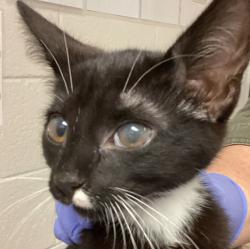Shelter Stray Male Cat last seen Lake Wheeler, RALEIGH, NC, 27603, 820 Beacon Lake Dr, Raleigh, NC 27610, USA