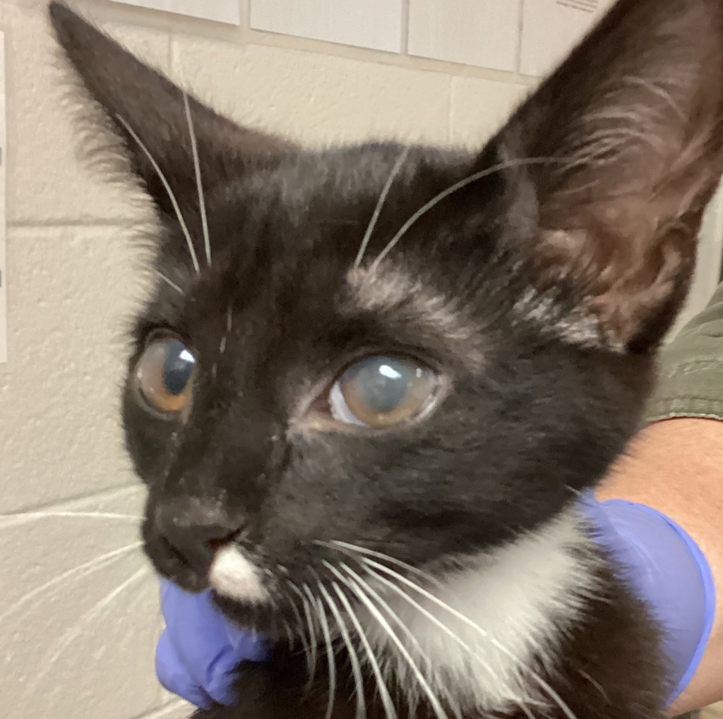 Shelter Stray Male Cat last seen Lake Wheeler, RALEIGH, NC, 27603, 820 Beacon Lake Dr, Raleigh, NC 27610, USA