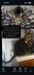Lost Male Cat last seen Natomas Park Elementary, Sacramento, CA 95835