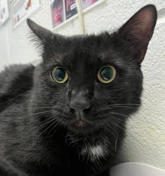Shelter Stray Male Cat last seen 38th and owens, Wheat Ridge, CO, 80033, 580 McIntyre St, Golden, CO 80401, USA