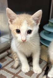 Shelter Stray Male Cat last seen SE 97th and Reedway, PORTLAND, OR, 97266, 1700 W Historic Columbia River Hwy, Troutdale, OR 97060, USA