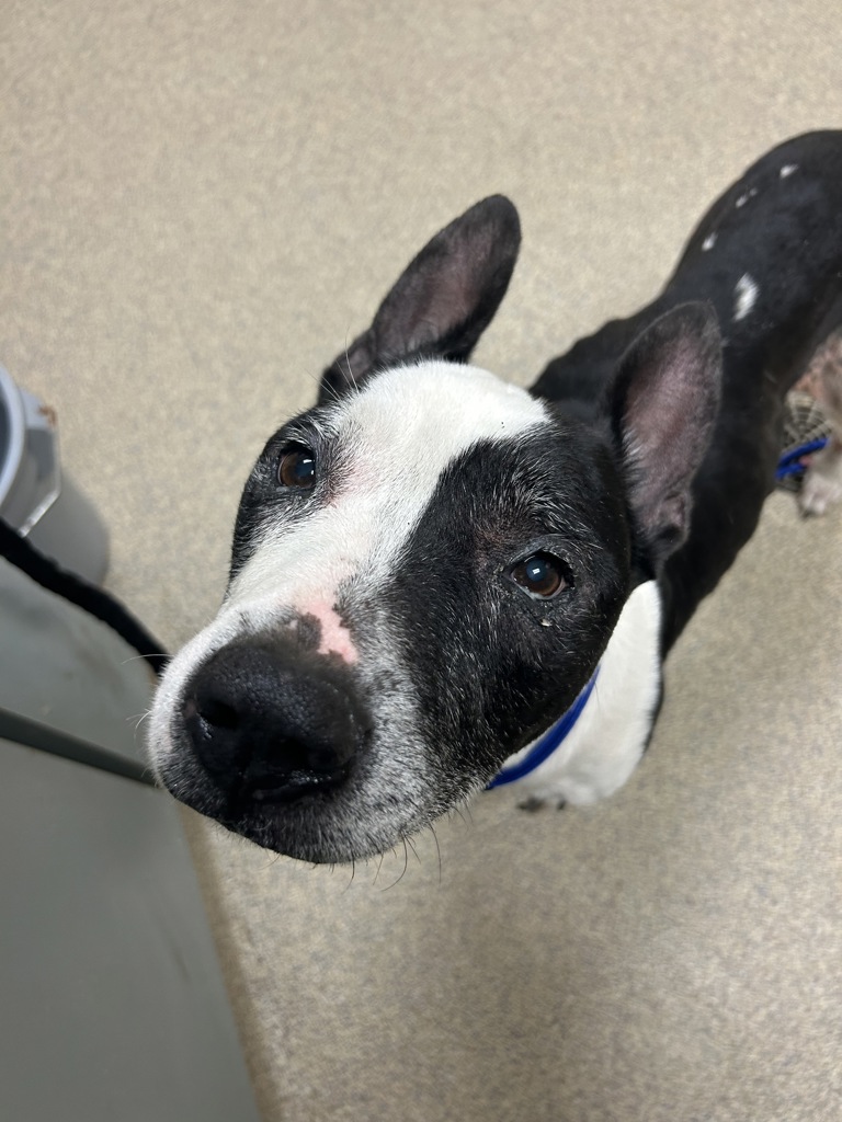 Shelter Stray Male Dog last seen Beechwalk Drive, VIRGINIA BEACH, VA, 23464, 341 S Birdneck Rd, Virginia Beach, VA 23451, USA